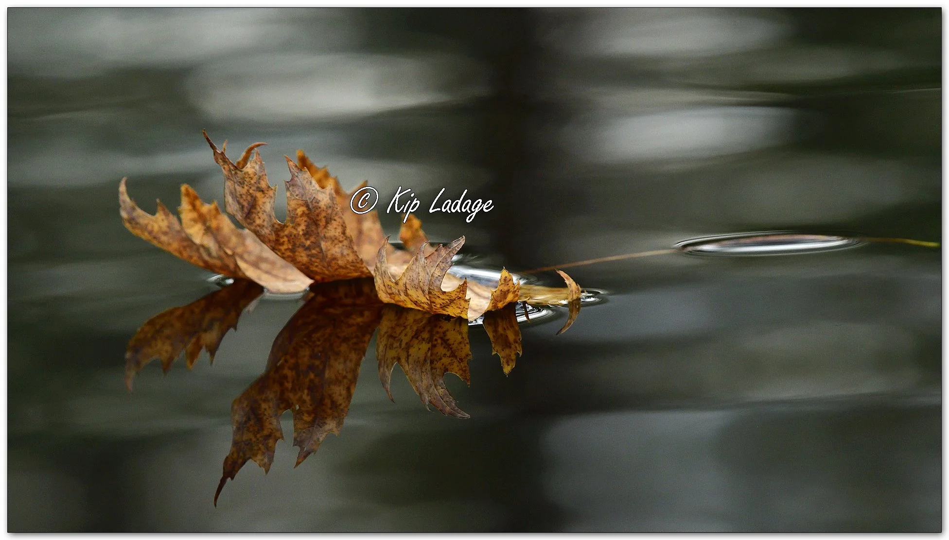 Autumn Maple Leaf on Water - Image 1167735