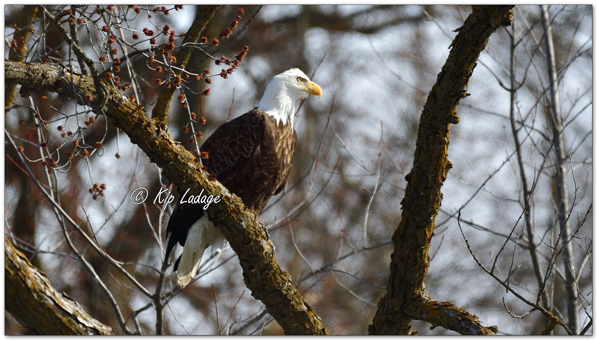 Adult Bald Eagle - Close - Image 1074181