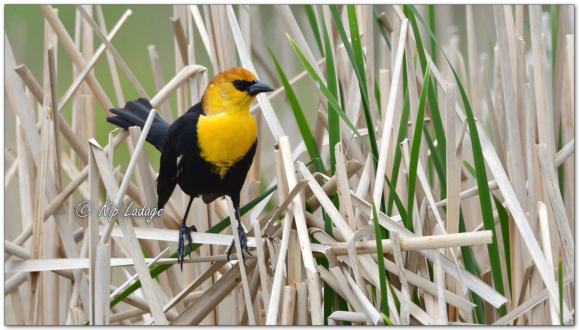 Male Yellow-headed Blackbird - Image 1095858