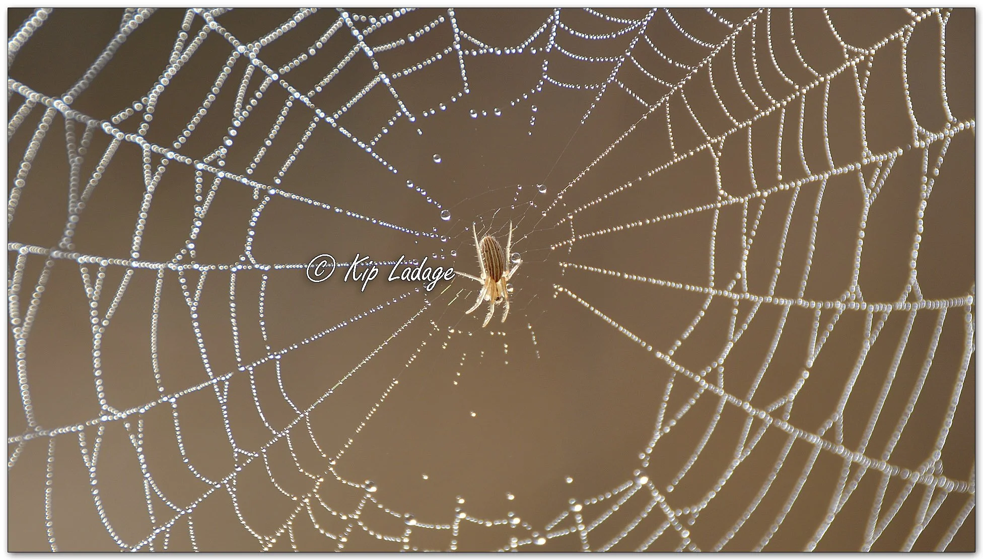 Striped Orb Weaver on Dew-covered Web - Image 1087309