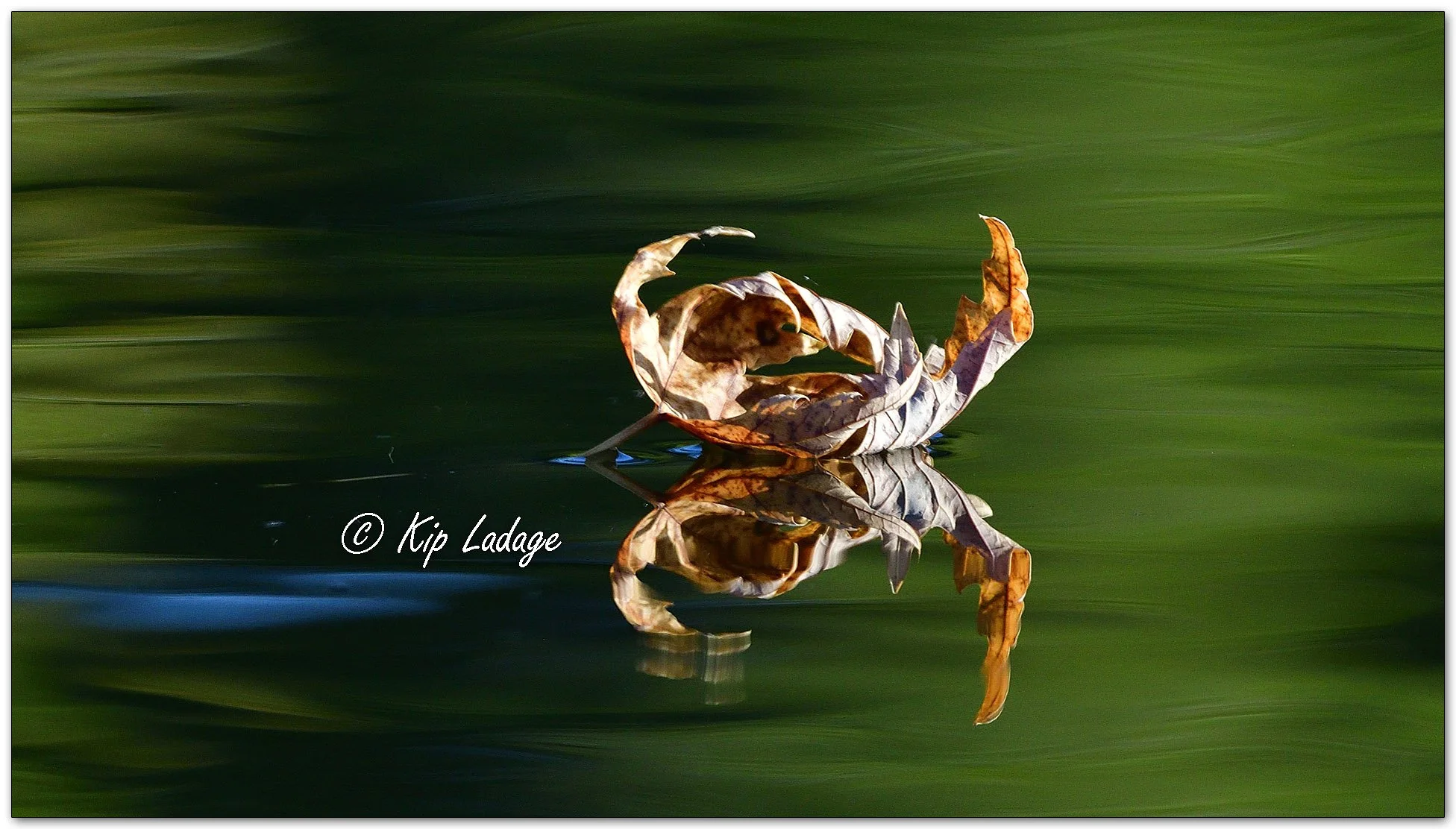 Autumn Leaf on Water - Image 1159903
