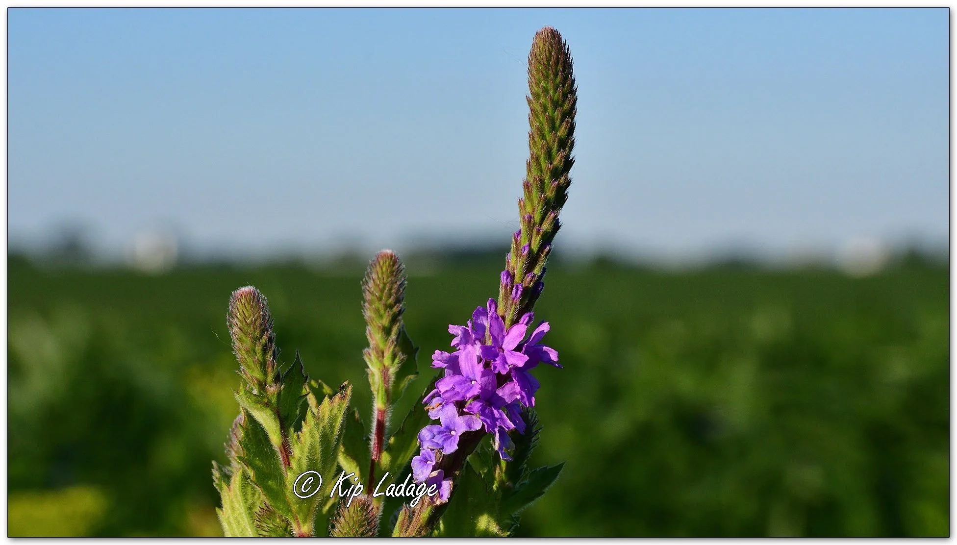 Hoary Vervain - Image 1111054