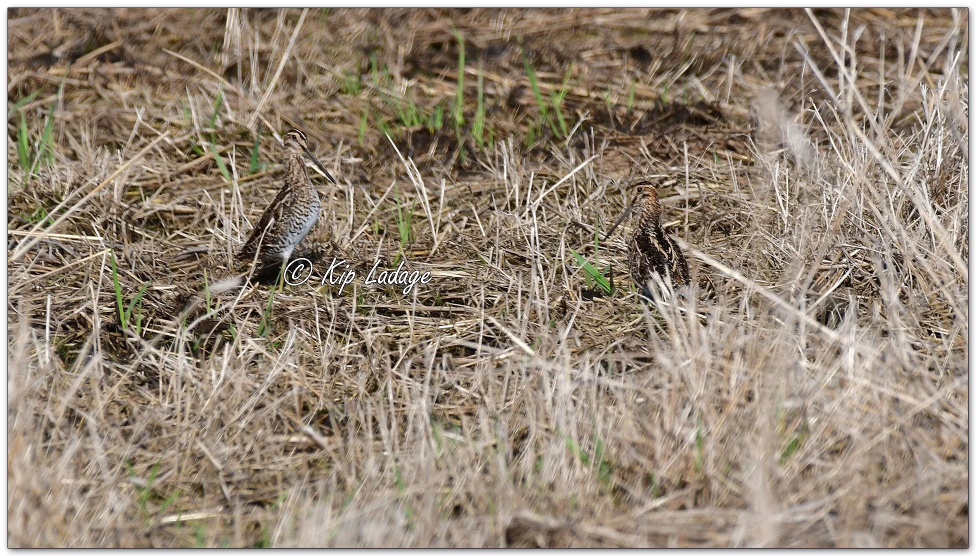 Wilson's Snipe - Image 1088224