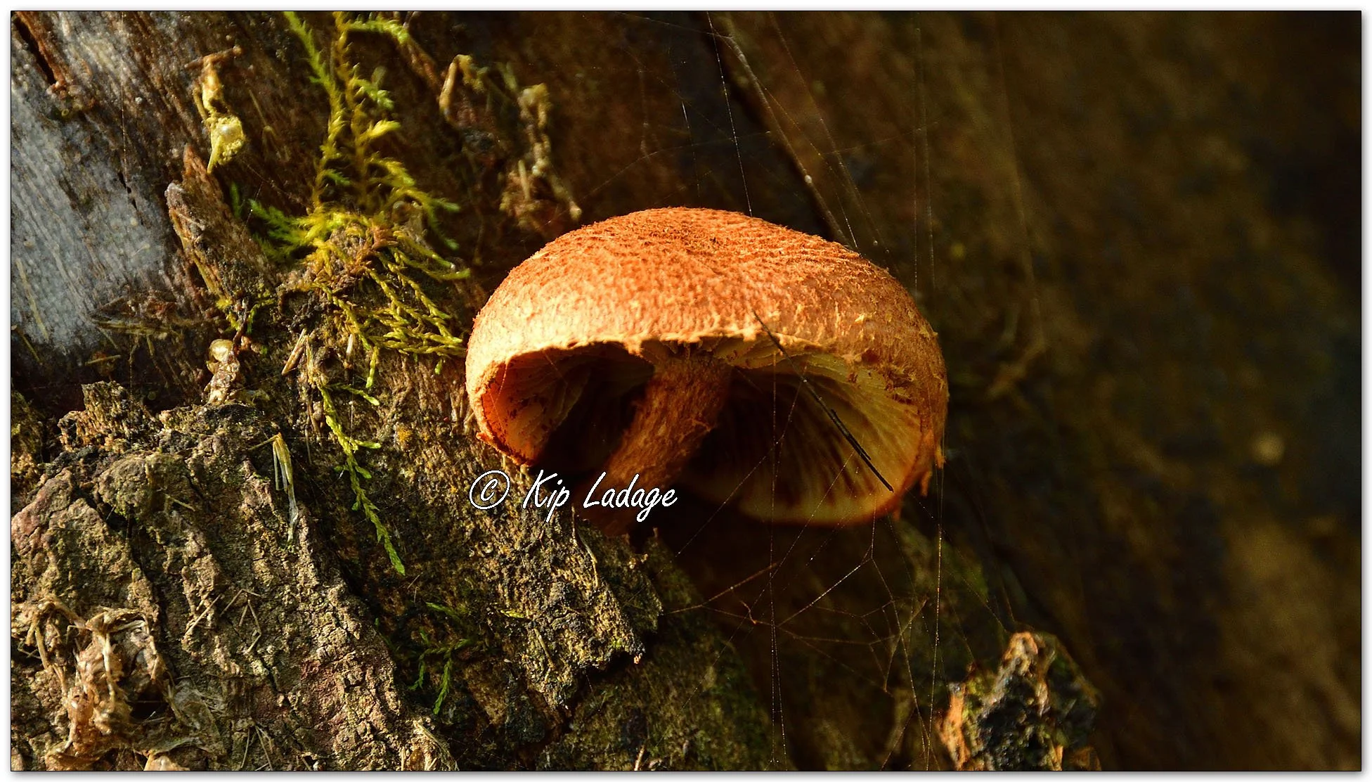 Scalycaps - Image 1137239