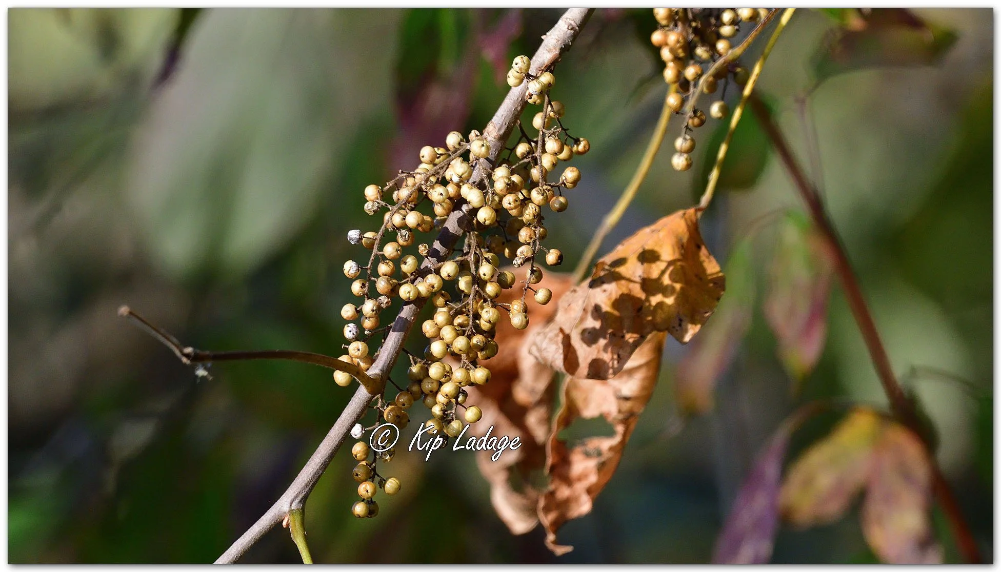 Poison Ivy Berries - Image 1161600