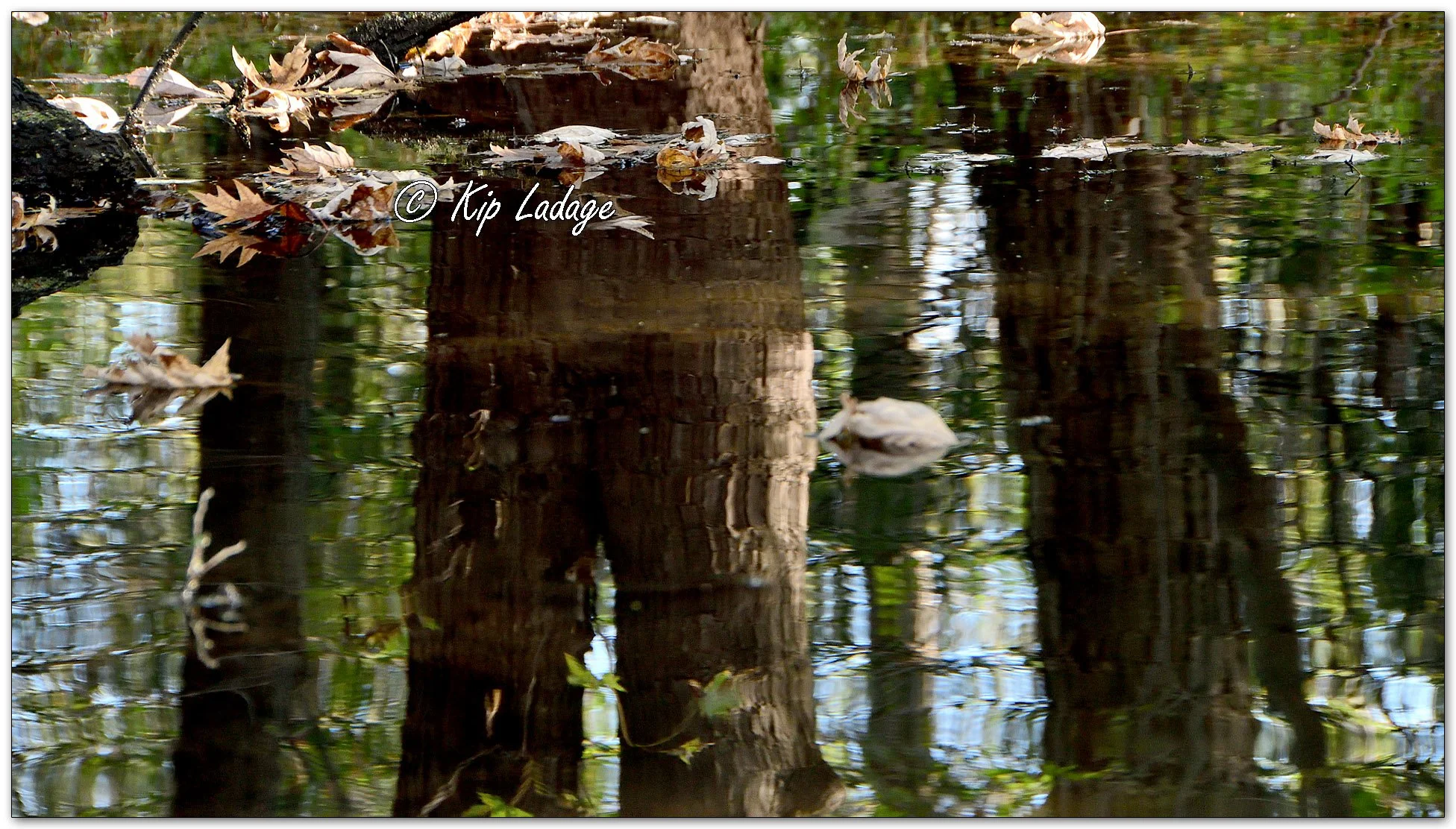 Autumn Leaves and Reflections - Image 1165768