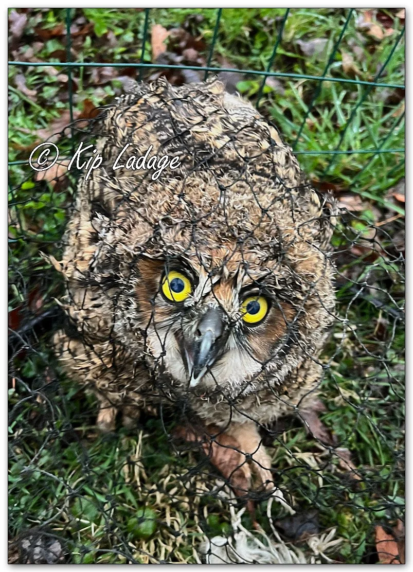 Young Great Horned Owl - Image 1084892