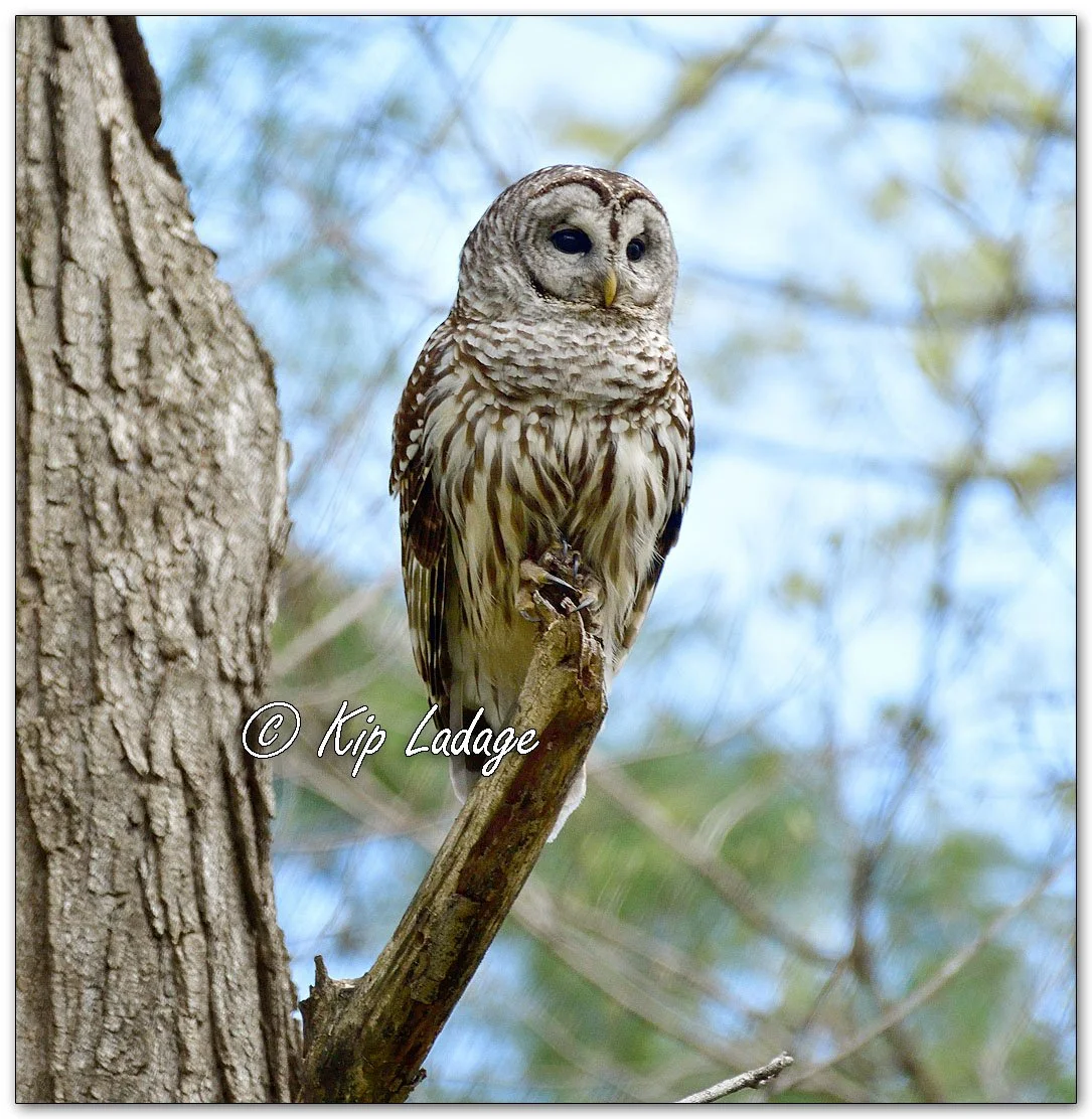 Adult Barred Owl - Image 1090402