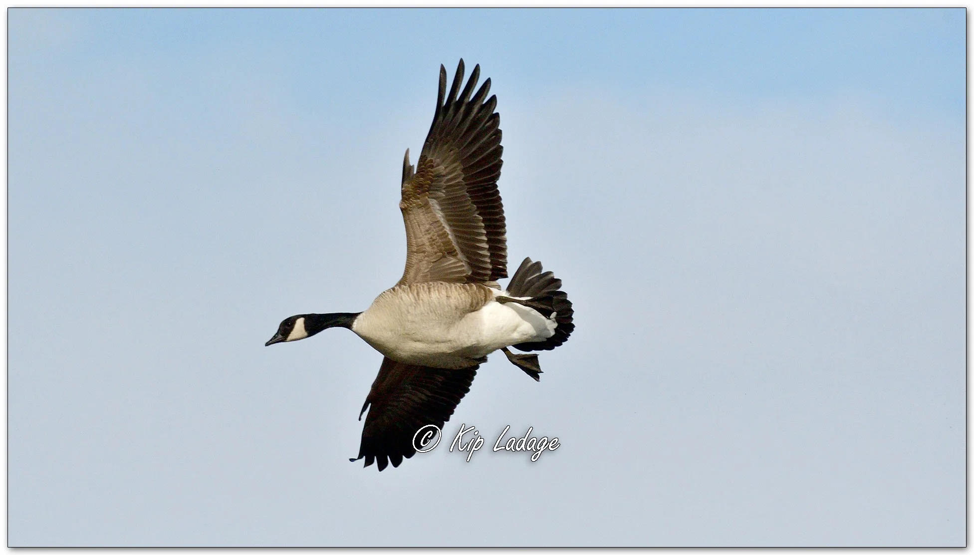 Incoming Canada Goose - Image 1056142