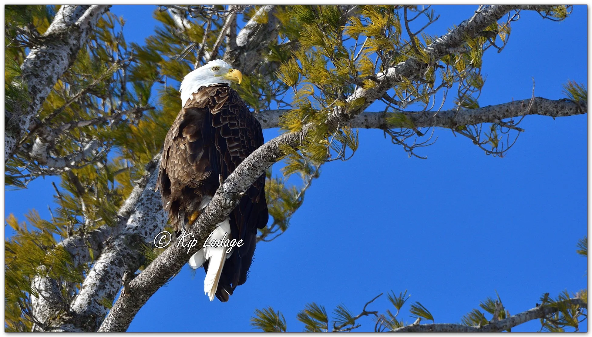 Adult Bald Eagle in Tree - Image 1062067