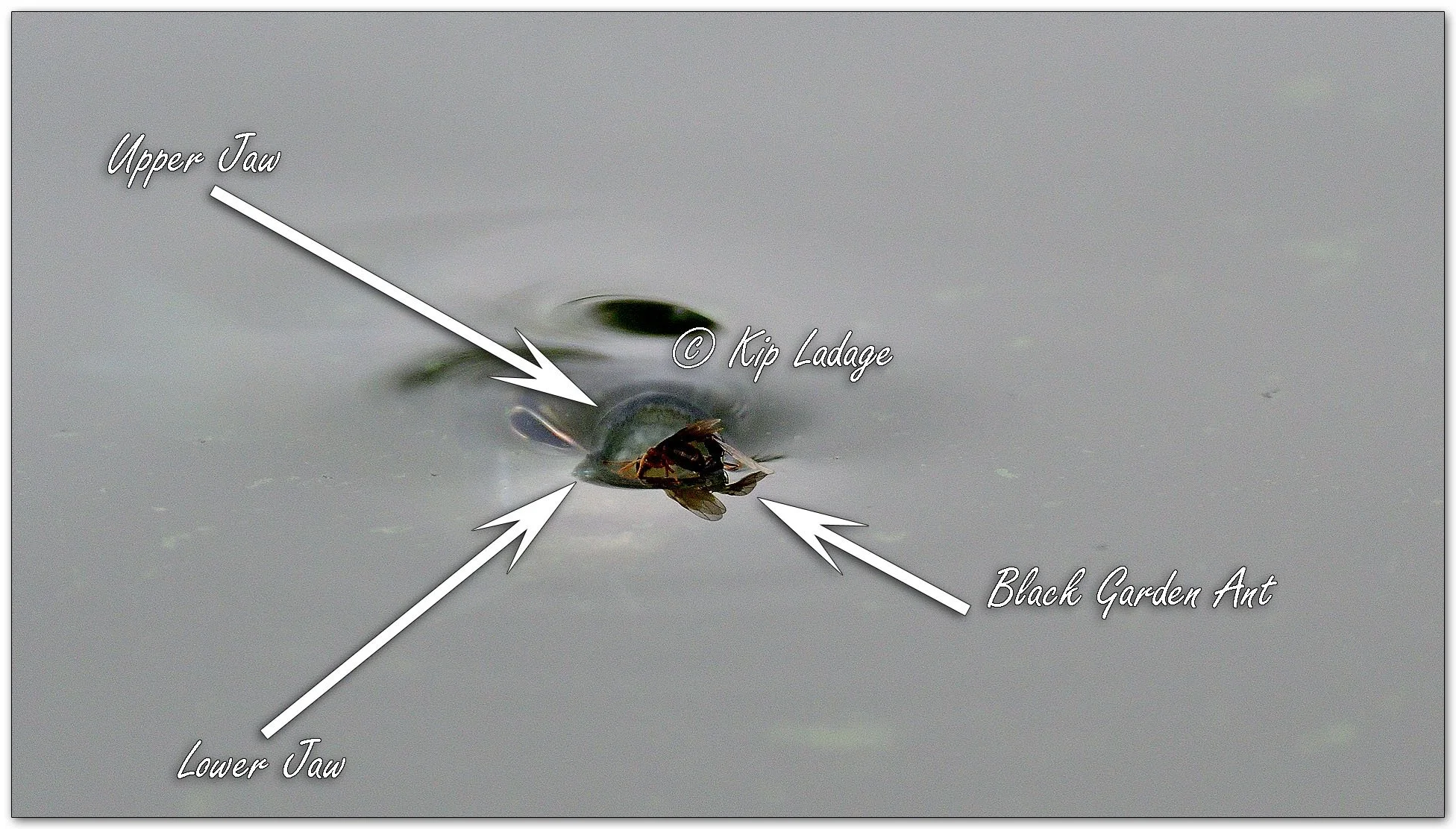 Bluegill Sucking Down Garden Ant 0n Water - Image 1150121 (explained)