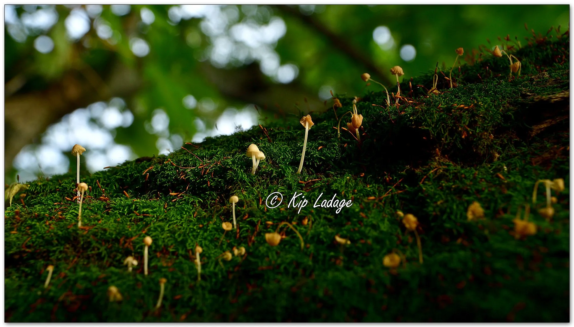 Orange Bonnet Mushrooms - Image 1137115
