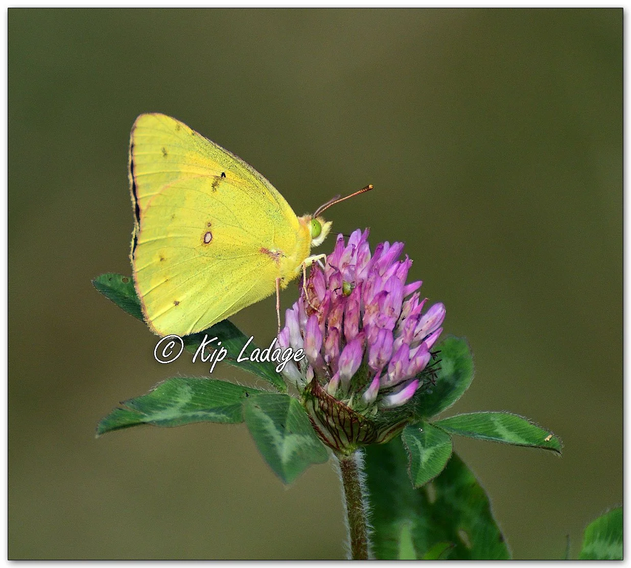 Orange Sulphur Butterfly - Image 1151876