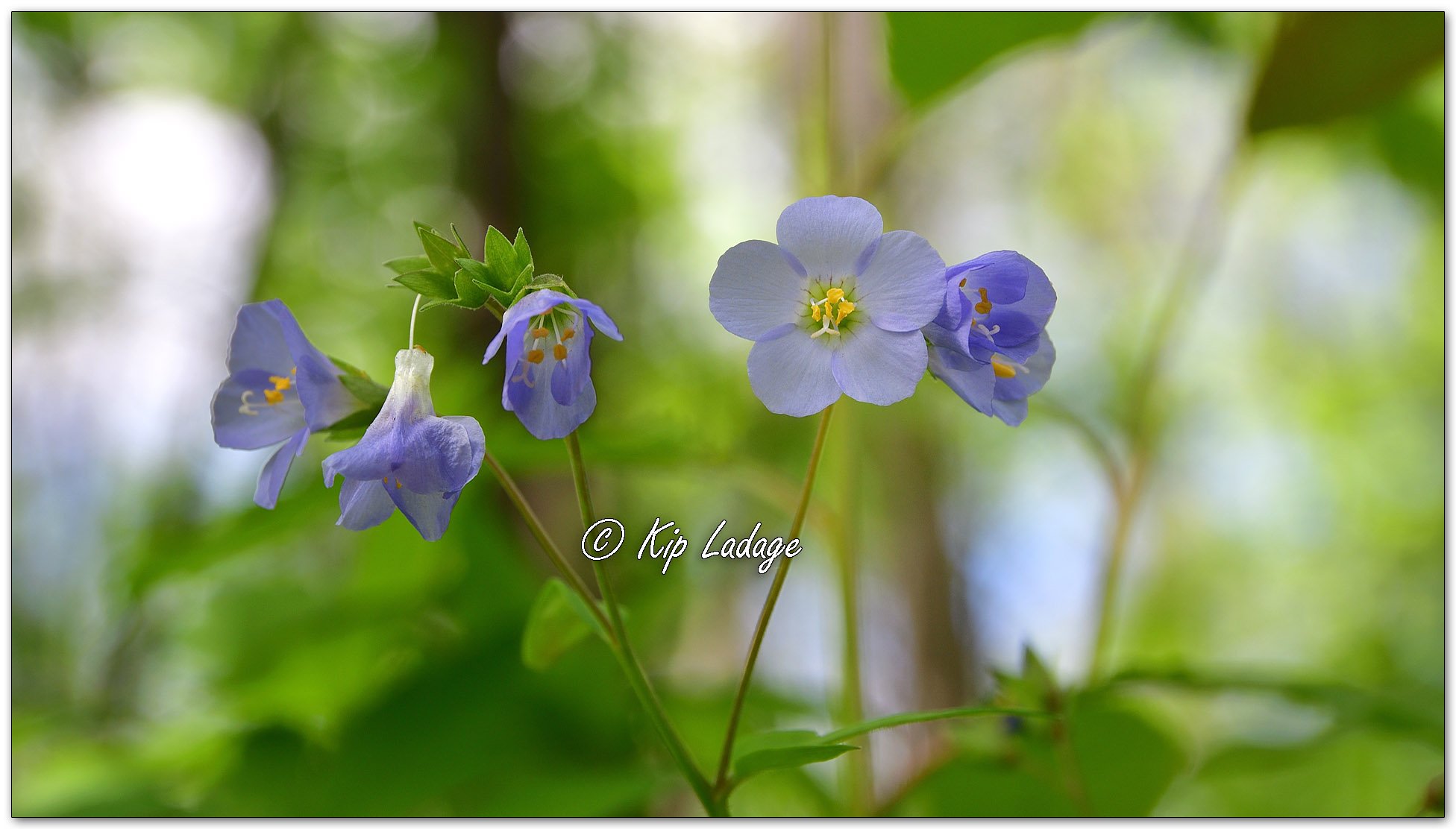 Jacob's Ladder - Image 1095395