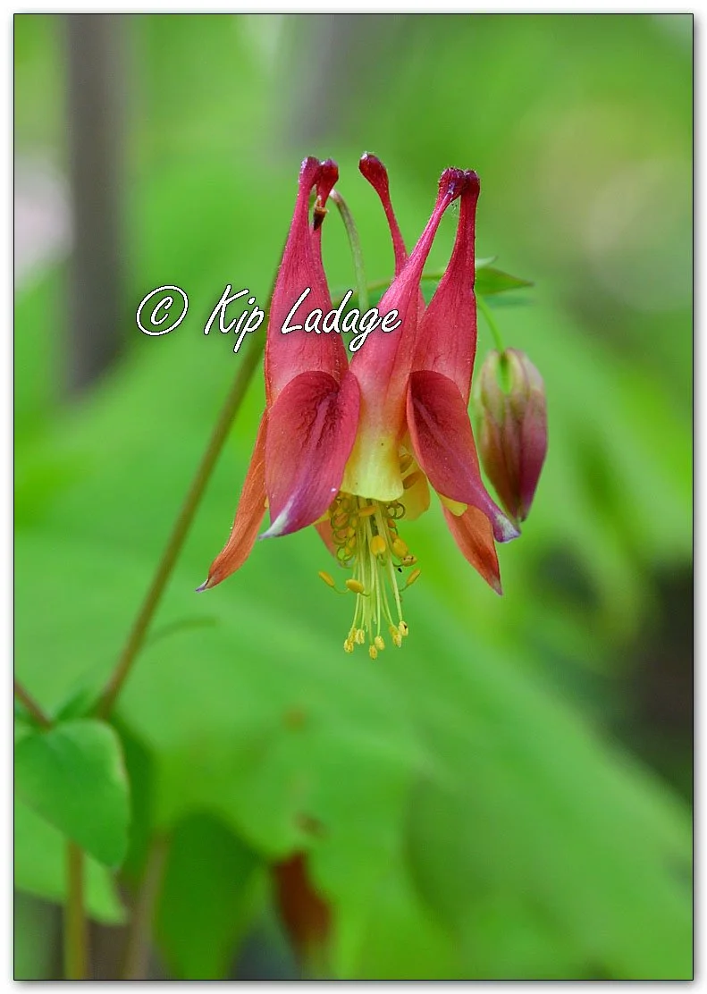 Wild Columbine - Image 1095634