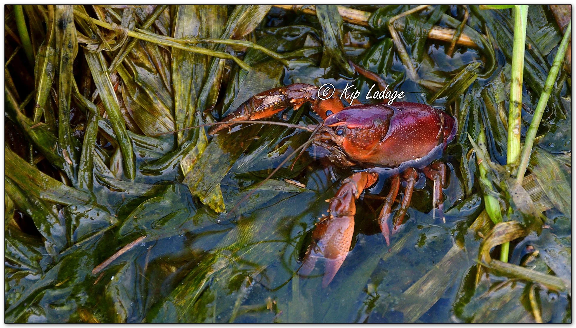 Crawdad - Image 1087191
