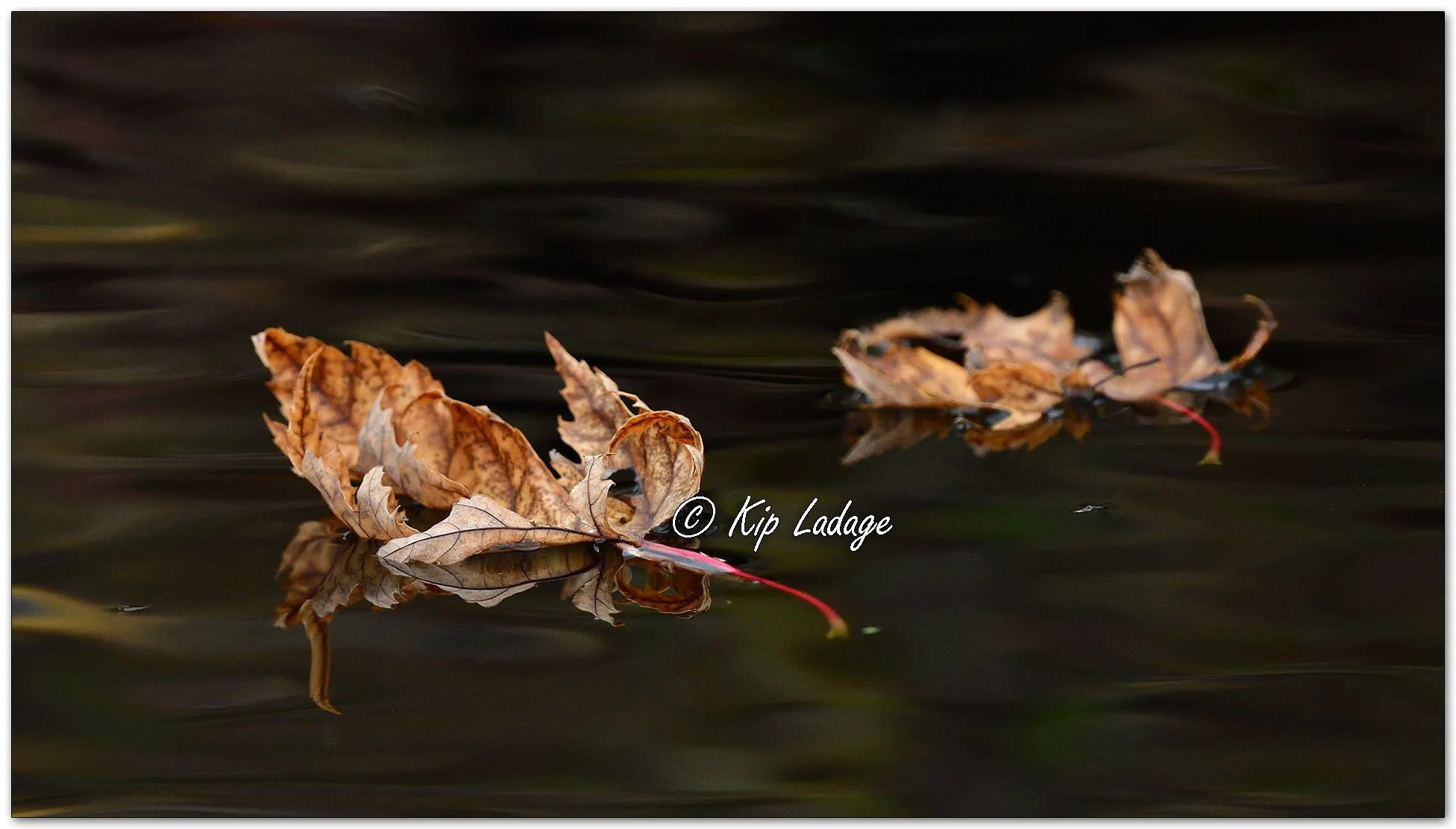 Autumn Maple Leaf on Water - Image 1167724