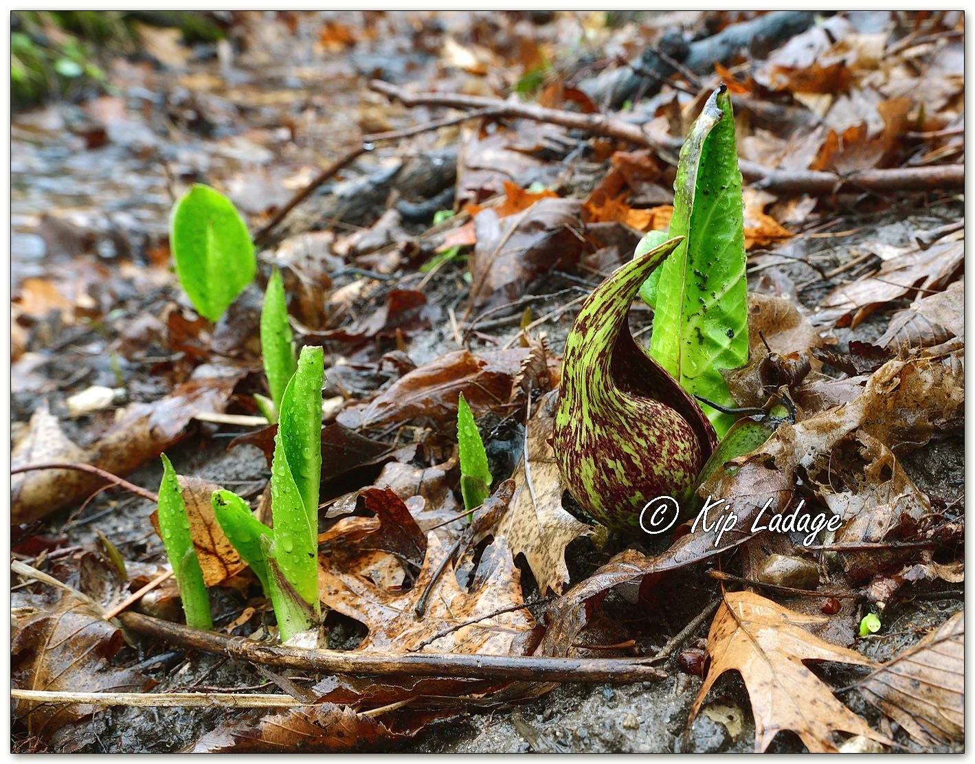 Skunk Cabbage in Rain - Image 1082776