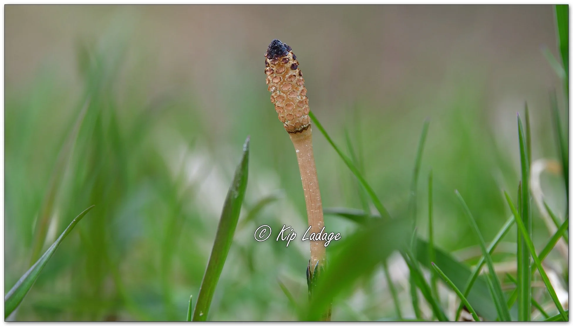 Field Horsetail - Image 1086215