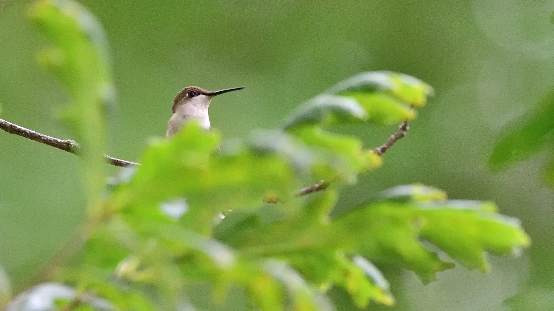 Ruby-throated Hummingbird - Image 1131518