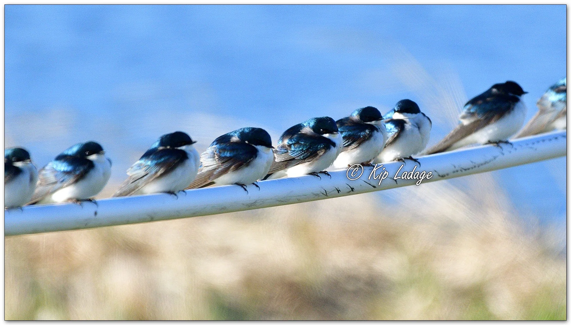 Tree Swallows - Image 1083486