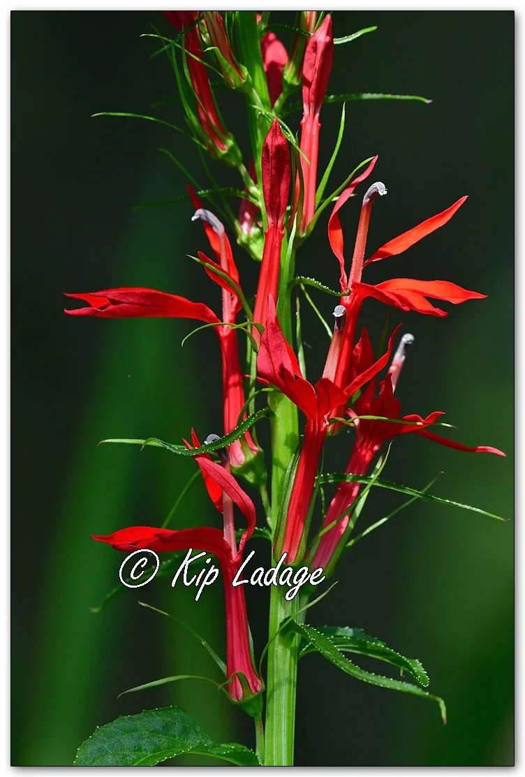 Cardinal Flower - Image 1122945