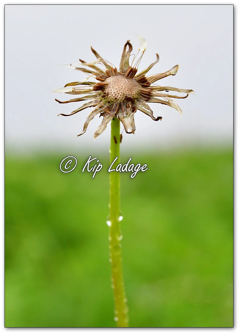 Dandelion Seed Head After Rain - Image 1102481
