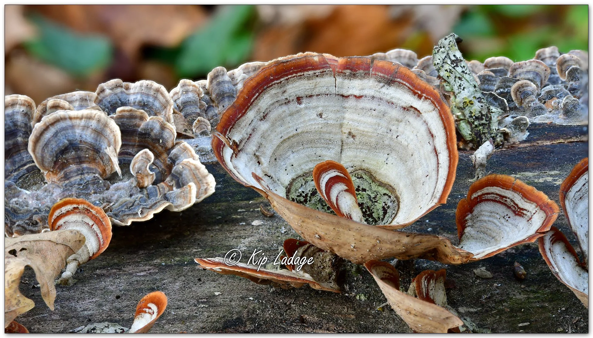 False Turkey-tail Fungi - Image 1163458