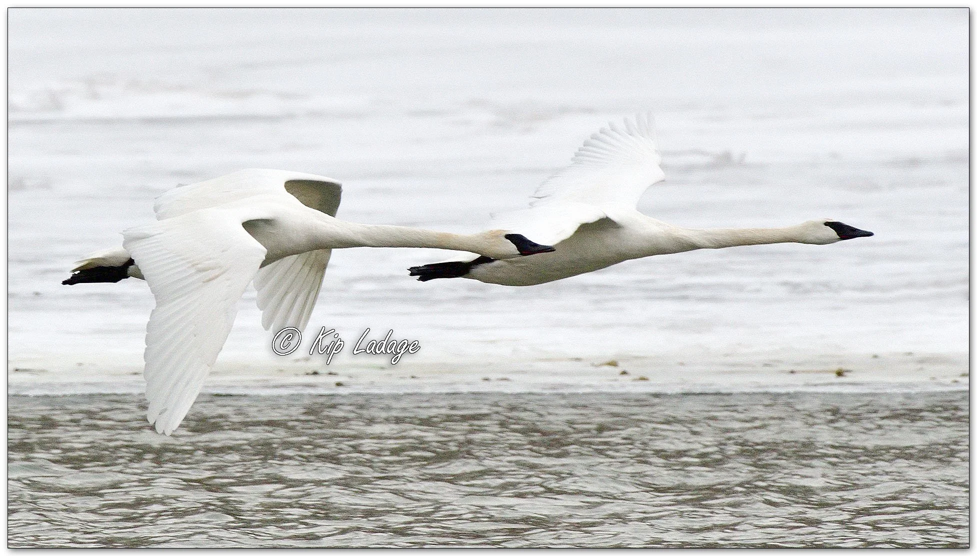 Trumpeter Swans in Flight - Image 1062507