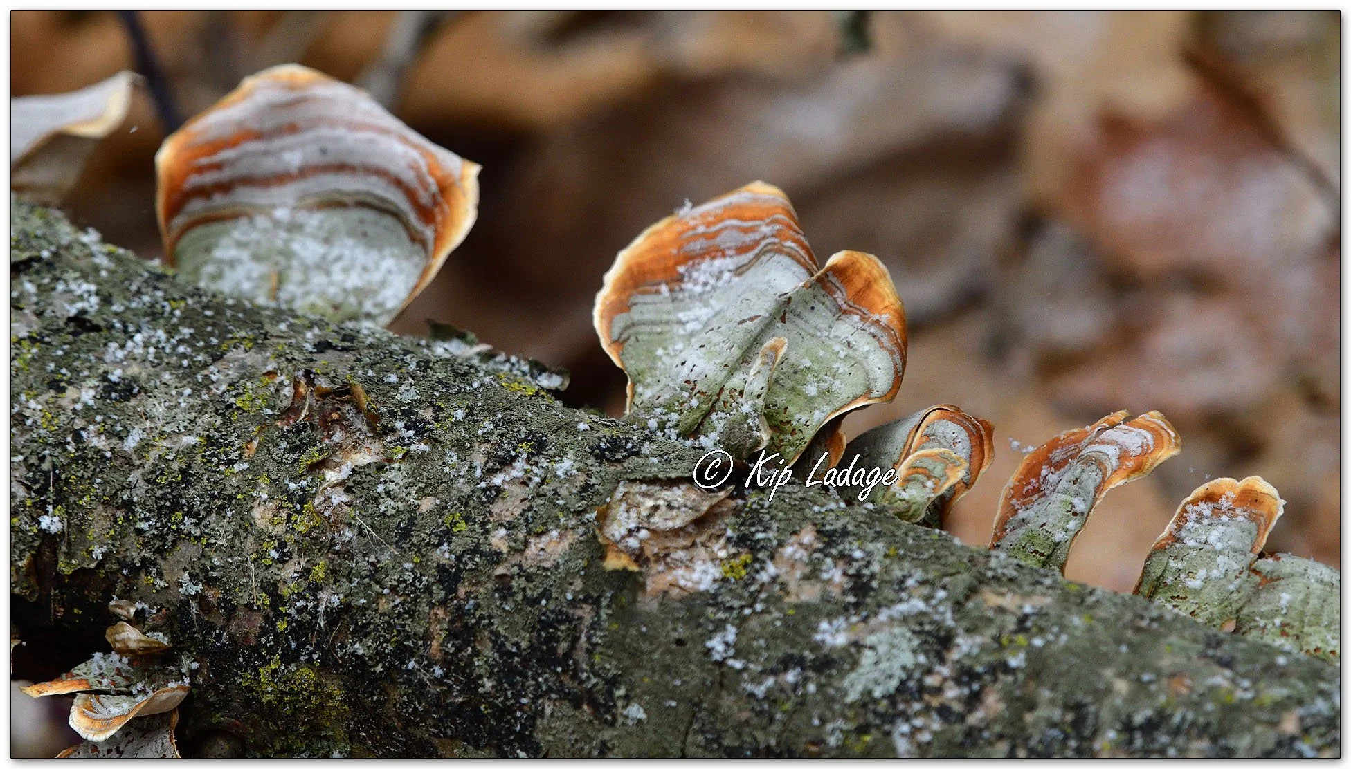 False Turkey-tail Fungi - Image 1072642