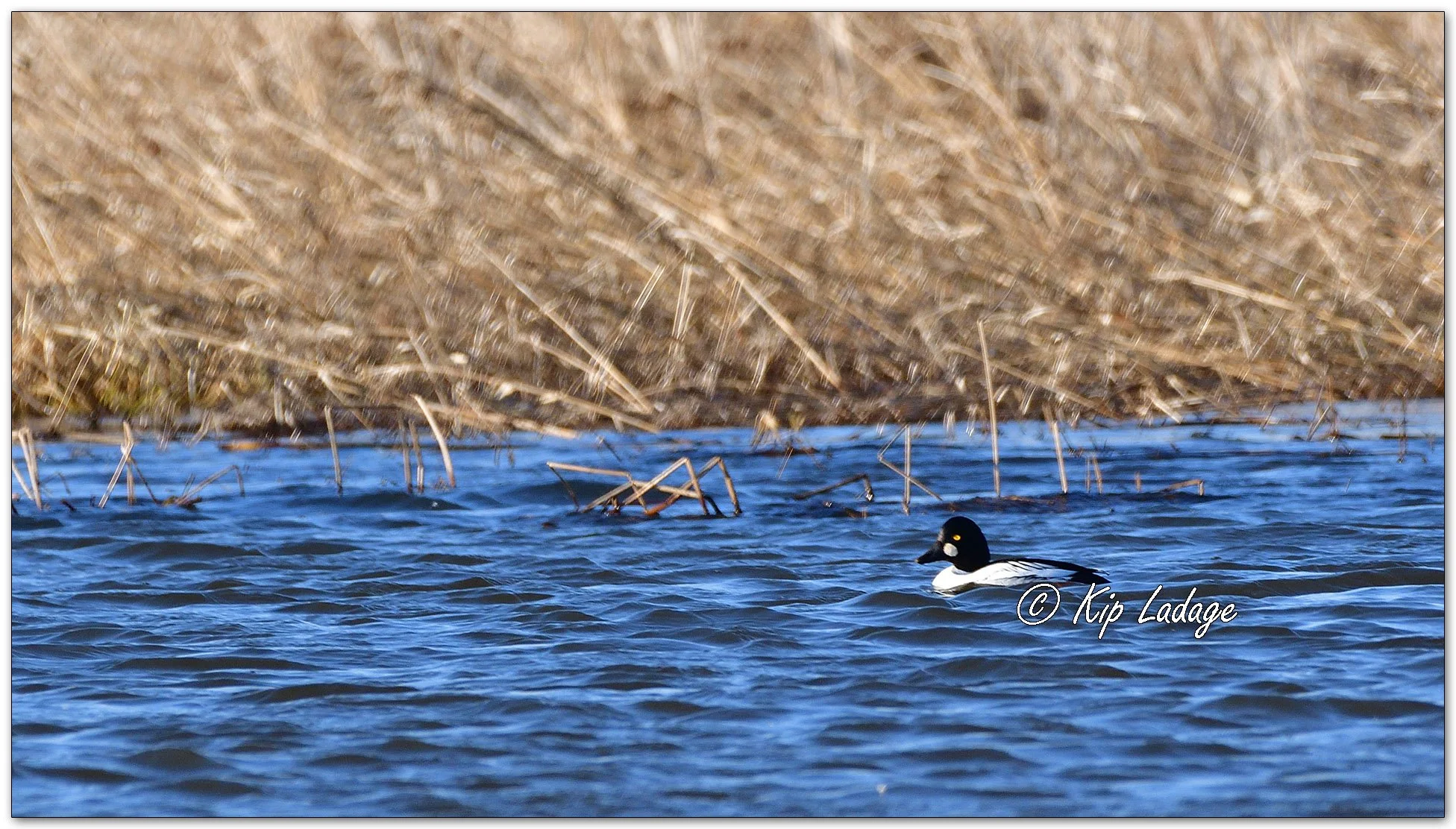 Common Goldeneye - Image 1070646
