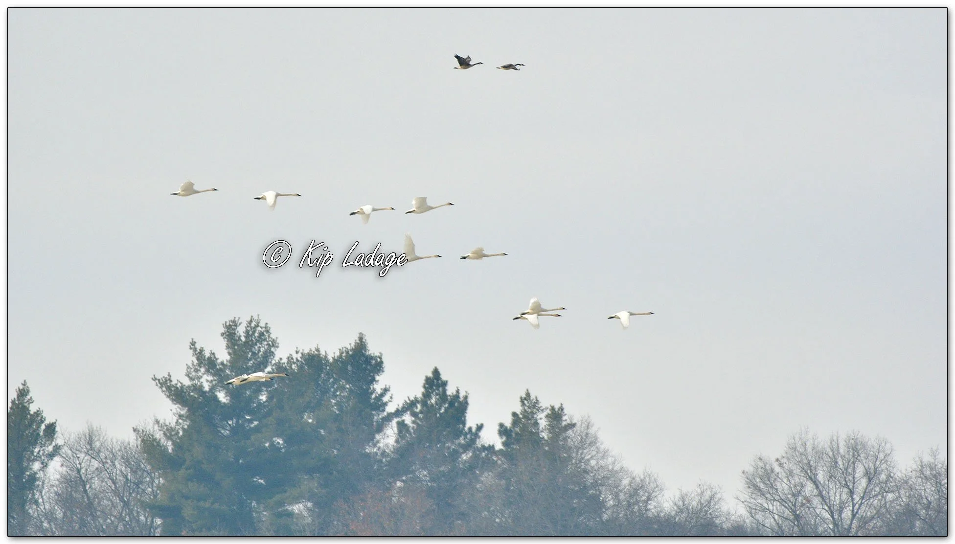 Trumpeter Swans - Image 1067832
