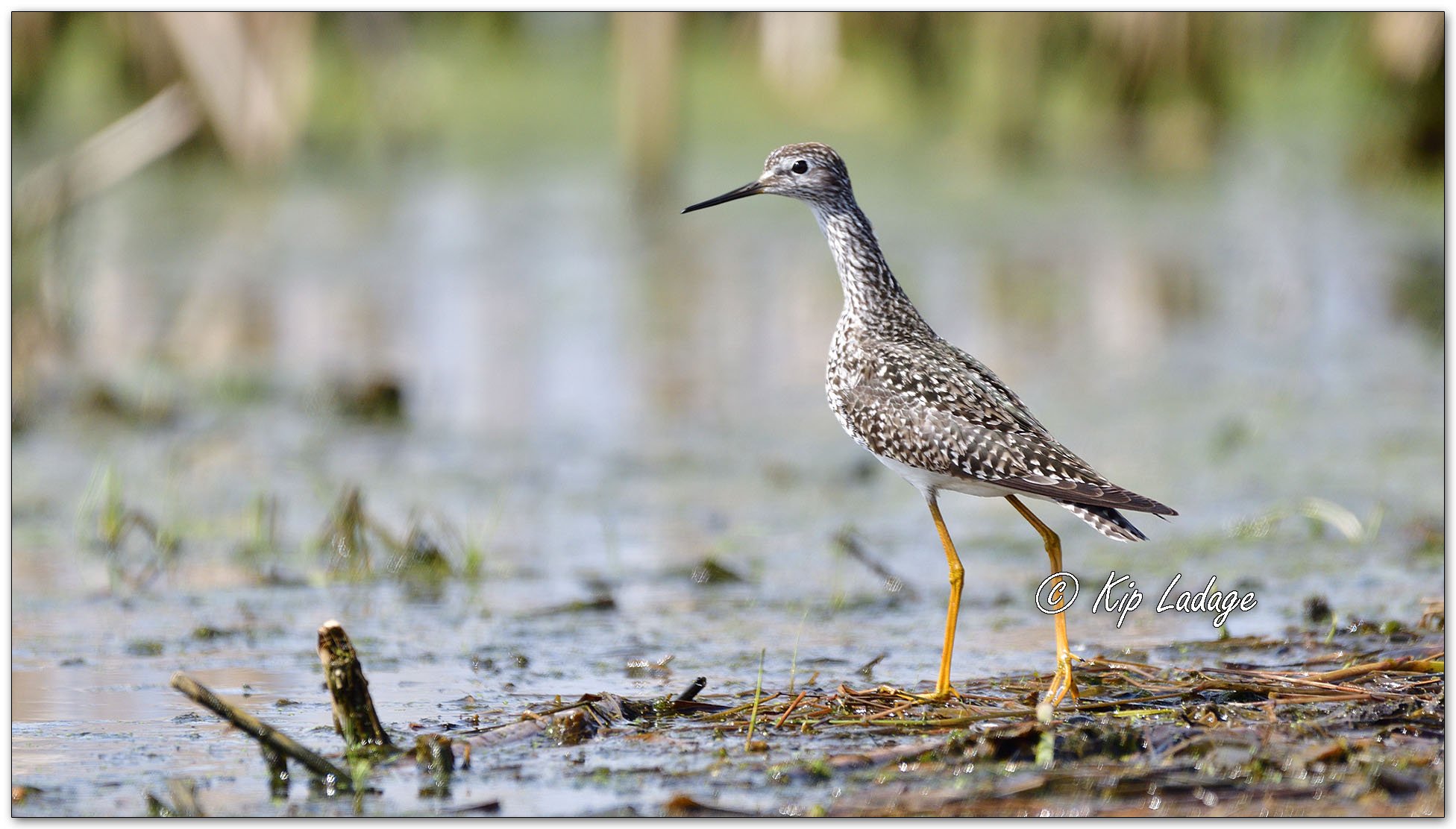 Lesser Yellowlegs - Image 1093369
