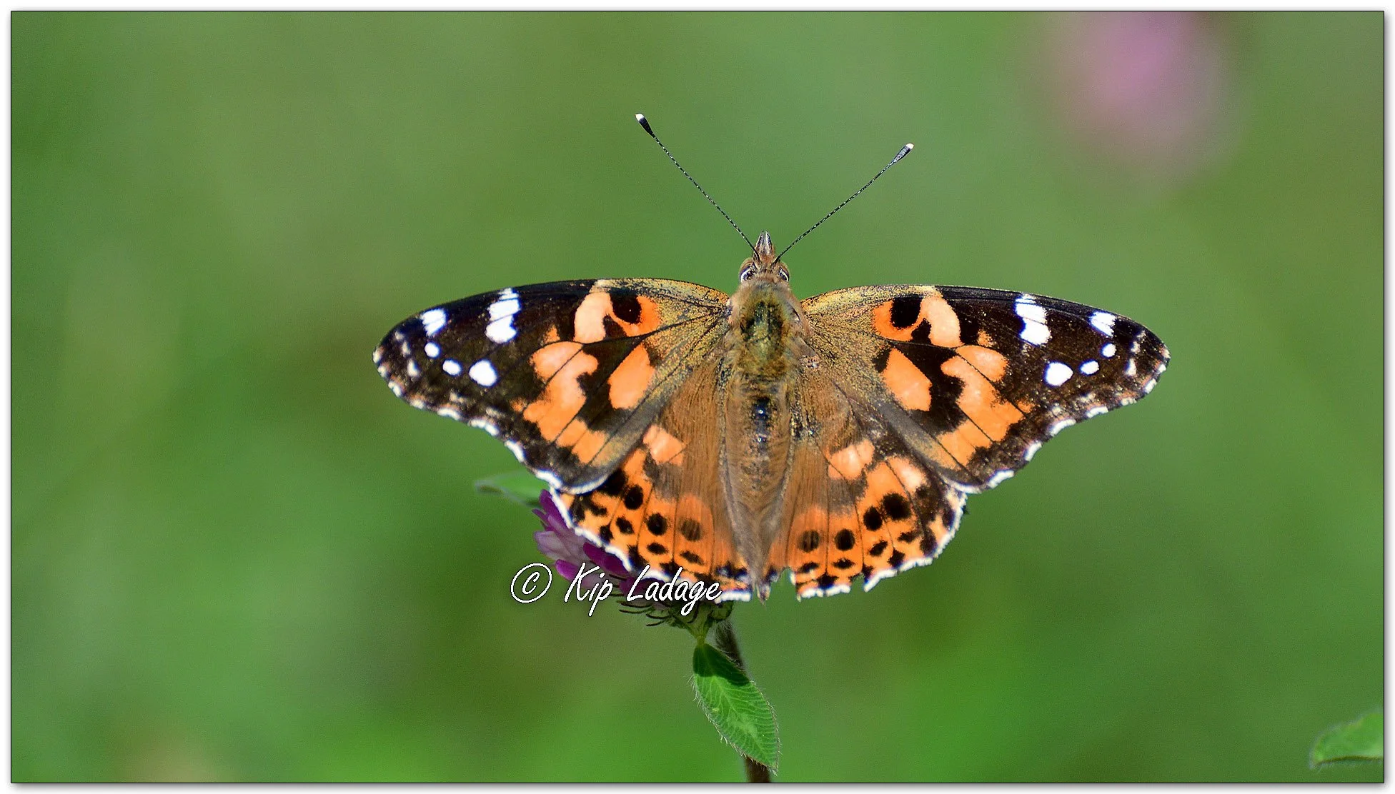 Painted Lady Butterfly - Image 1151955