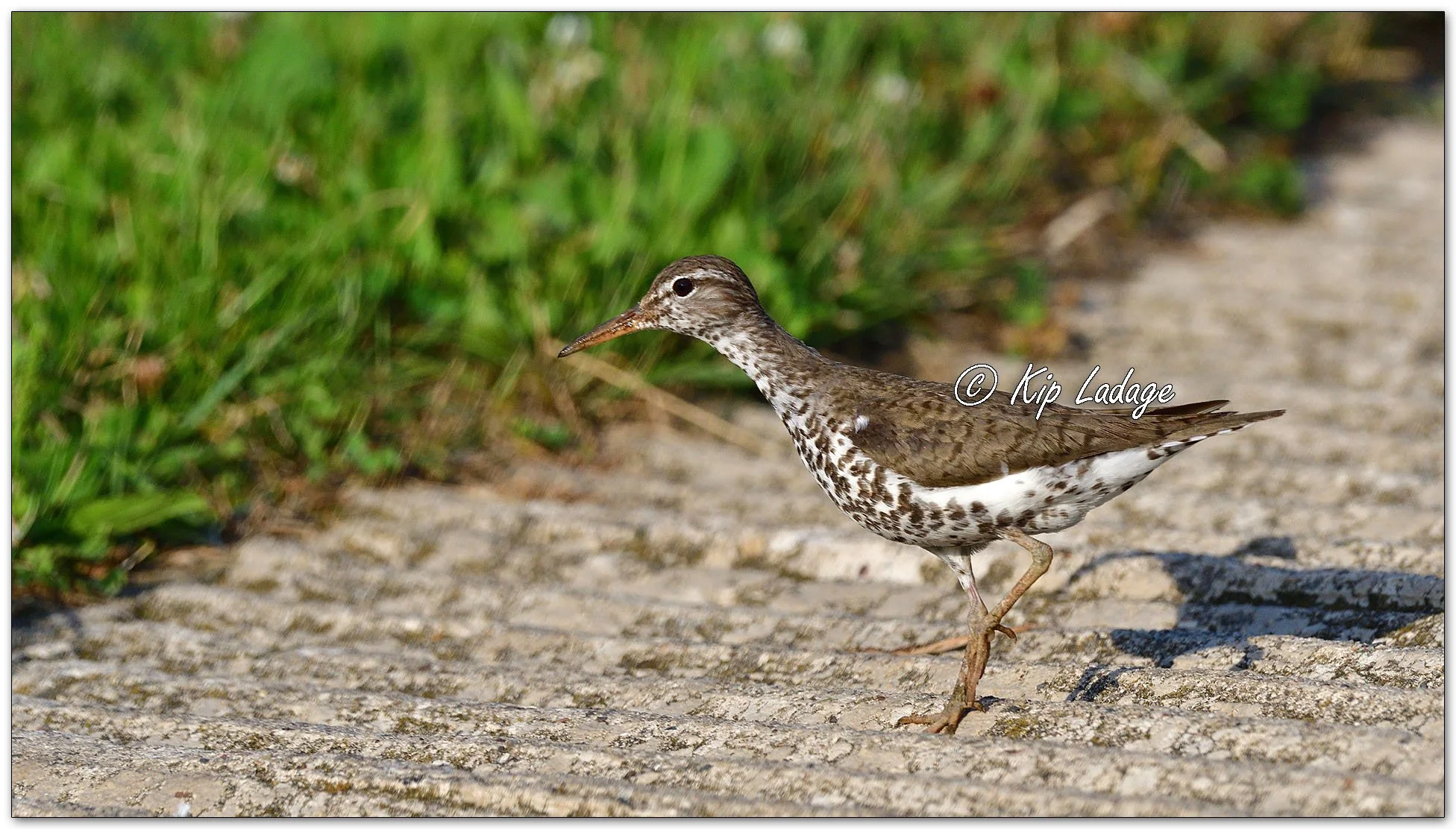 Spotted Sandpiper - Image 1122760
