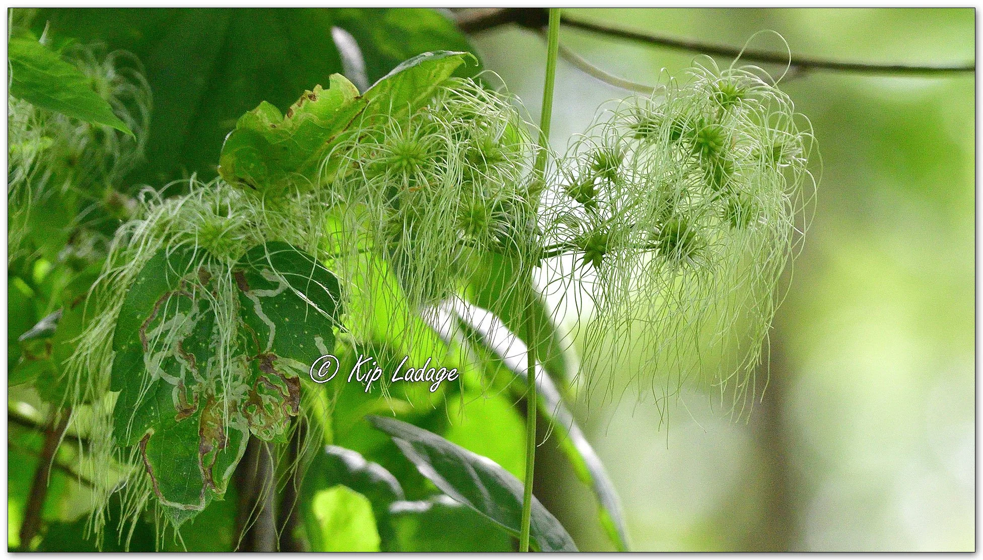 Virgin's Bower - Image 1141683
