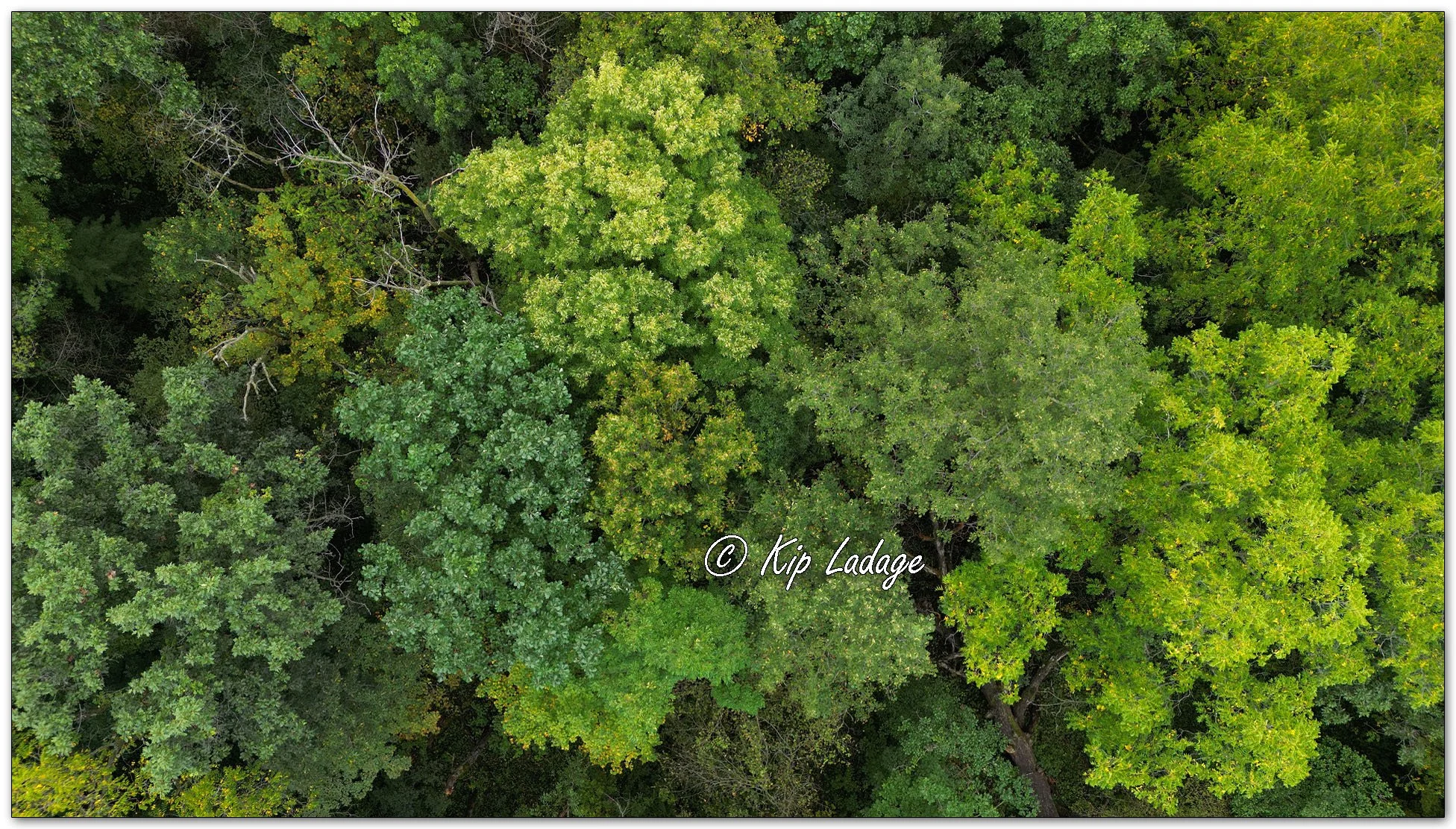 Echo Valley State Park Trees Aerial - Image 1151514
