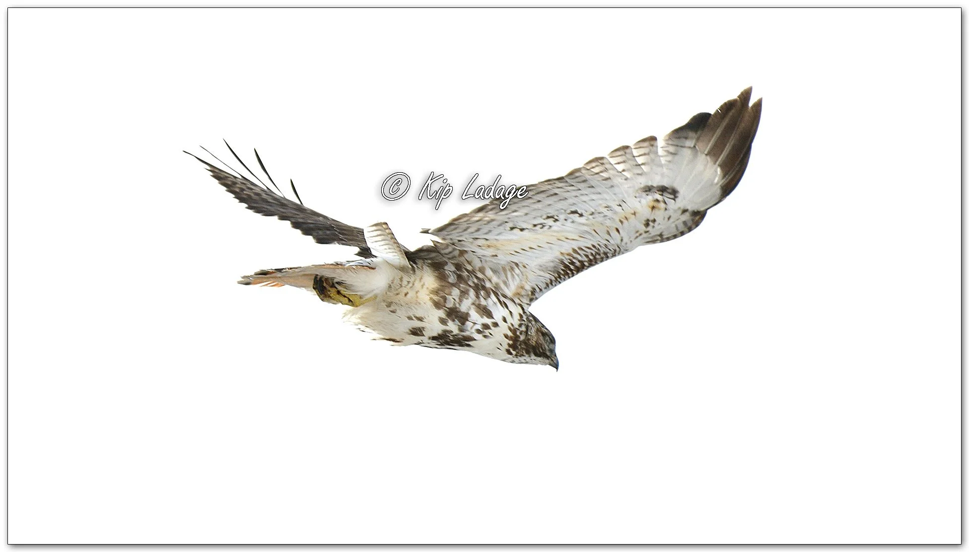 Red-tailed Hawk - Image 1059370