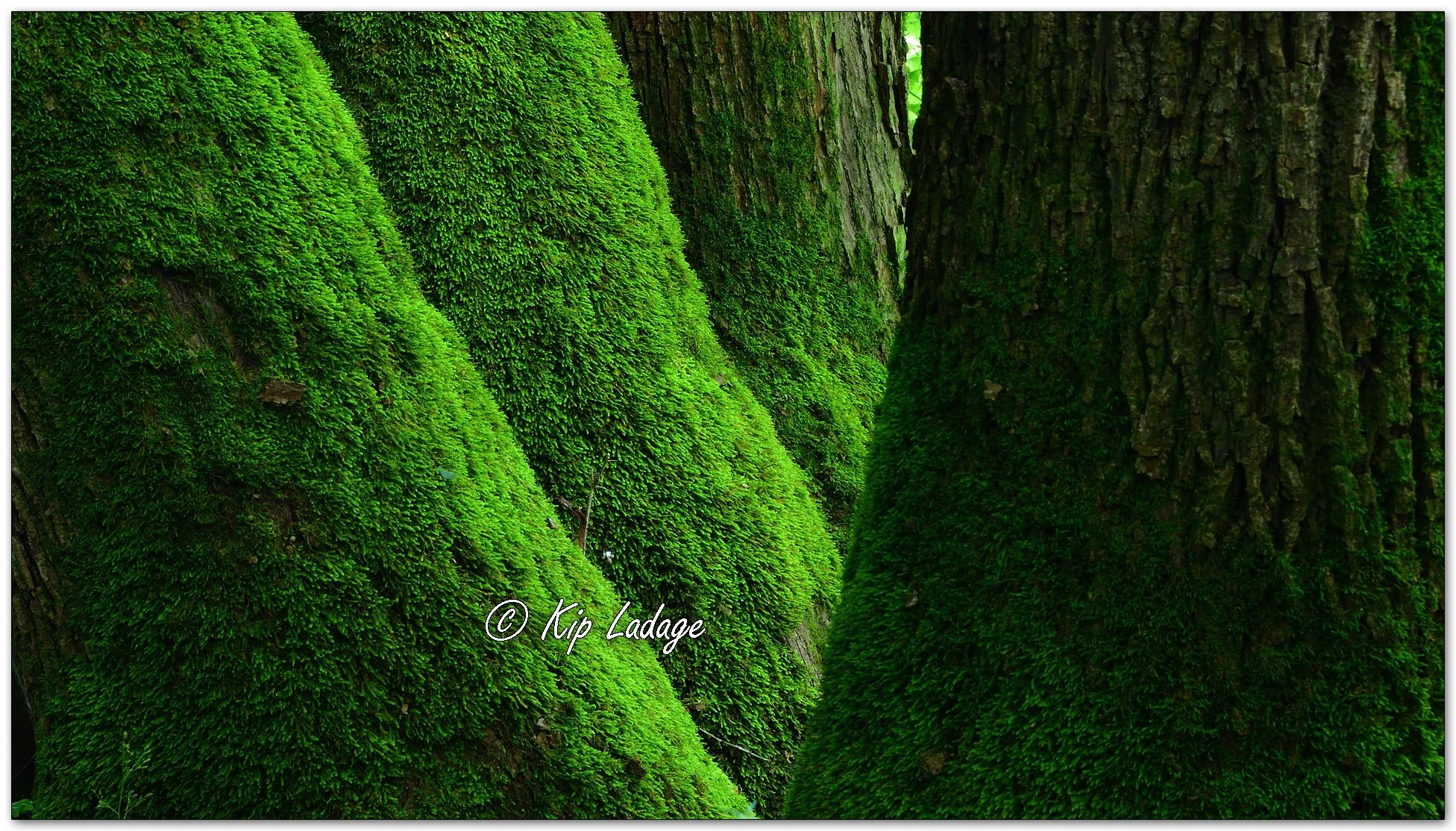 Moss on Trees - Image 1137640