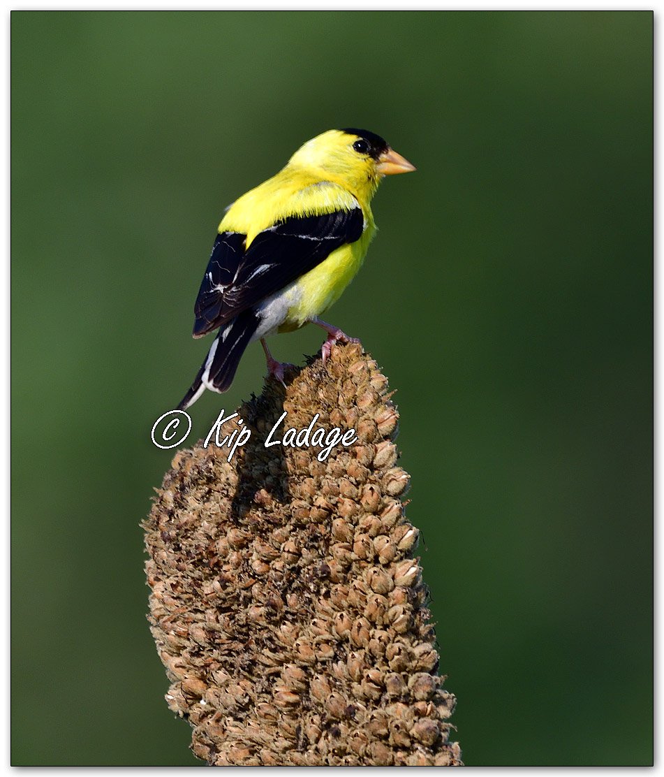 American Goldfinch on Common Mullein - Image 1130672