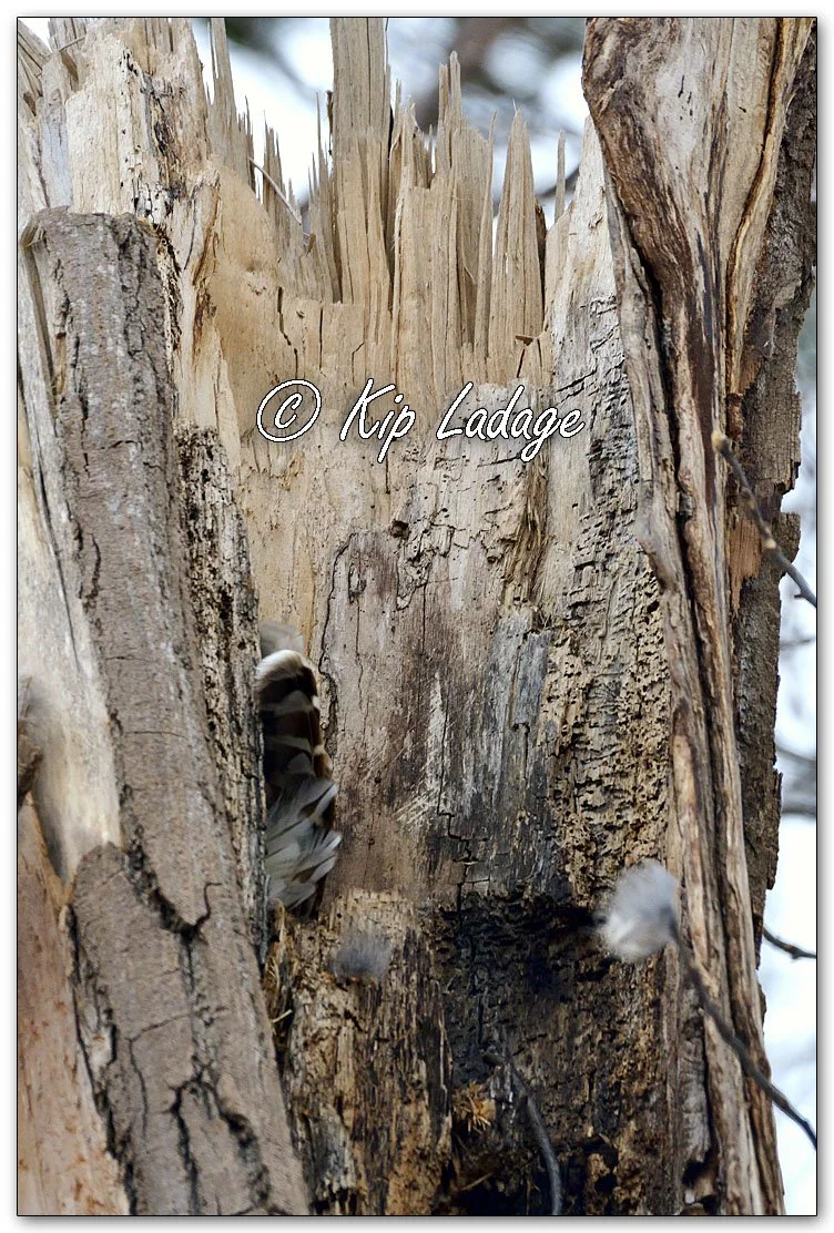 Possible Owl Nest - Image 1067213