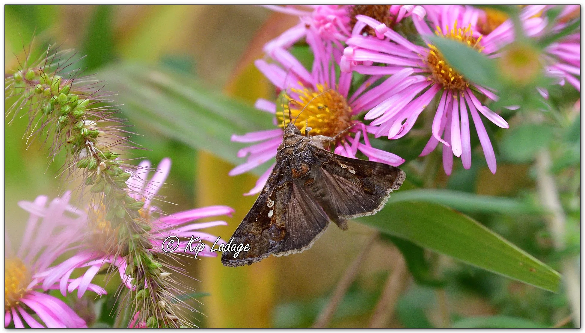 Falso Medidor Moth - Image 1154943