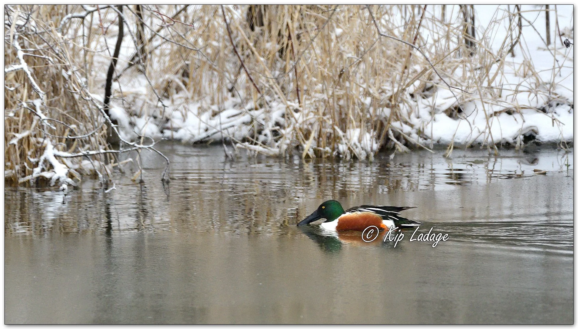 Northern Shoveler in Snow - Image 1073221