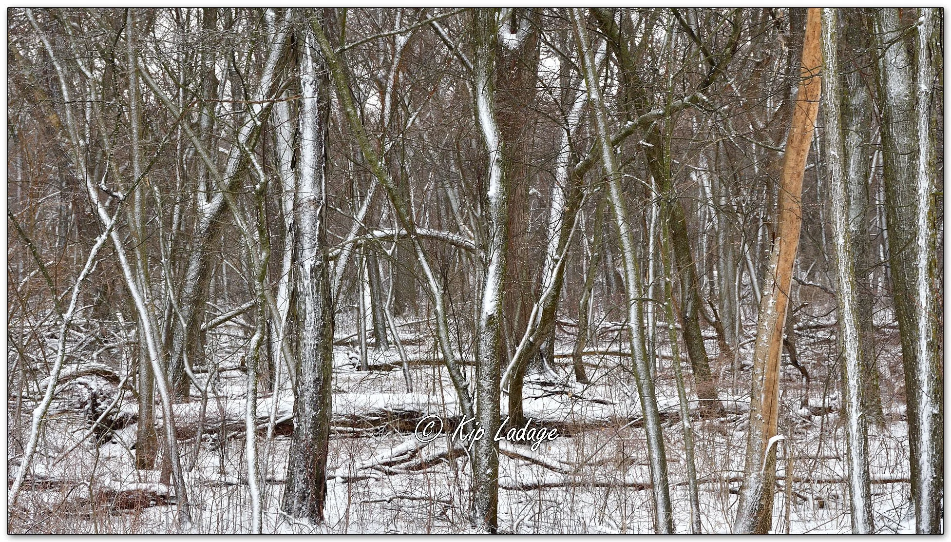 Timber in Snow - Image 1073350