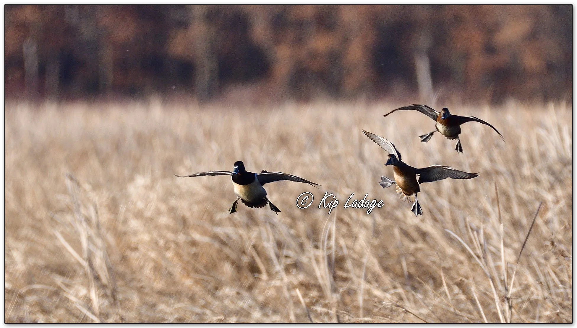 Ring-necked Ducks - Image 1070898