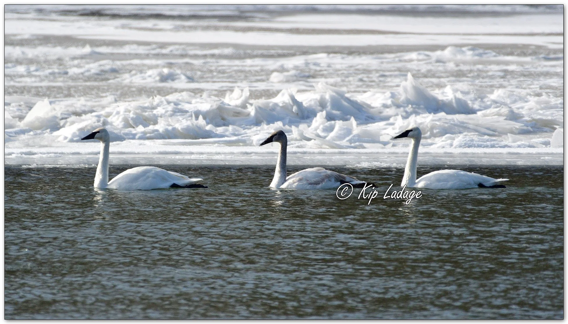 Trumpeter Swans on Cedar River - Image 1060201