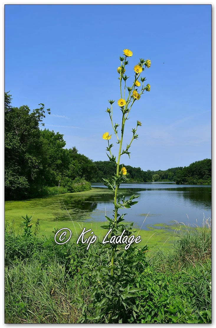 Compass Plant - Image 1128827