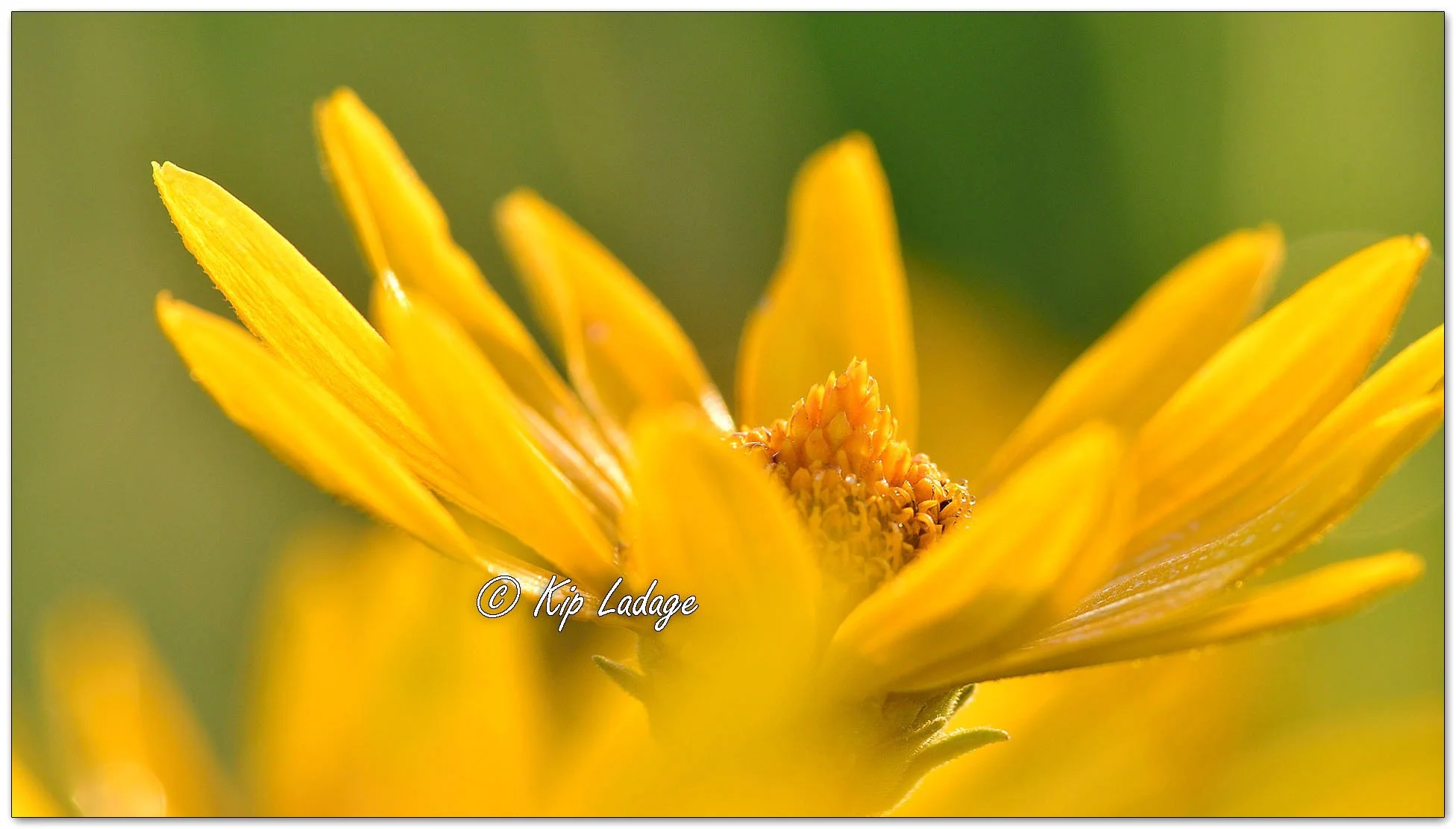 False Sunflower - Image 1123462