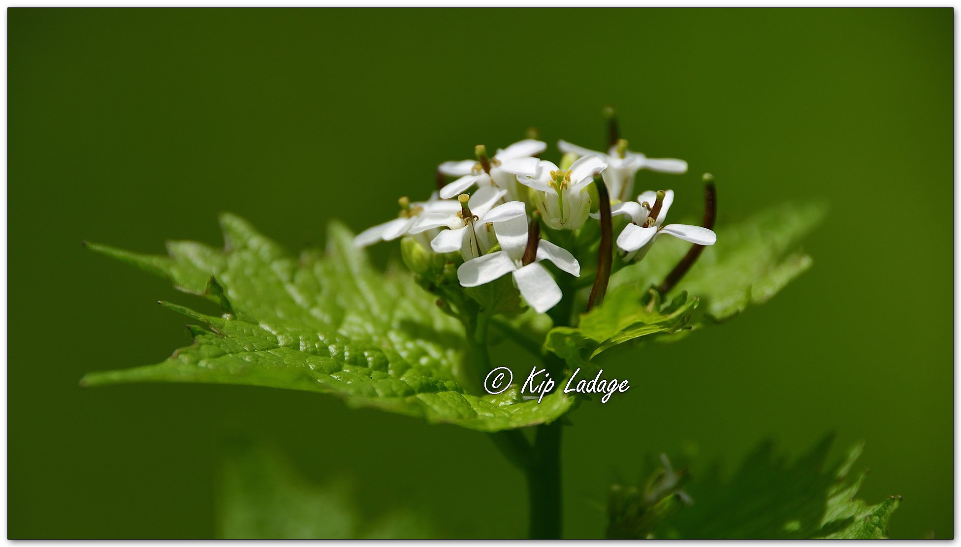 Garlic Mustard - Image 1092118