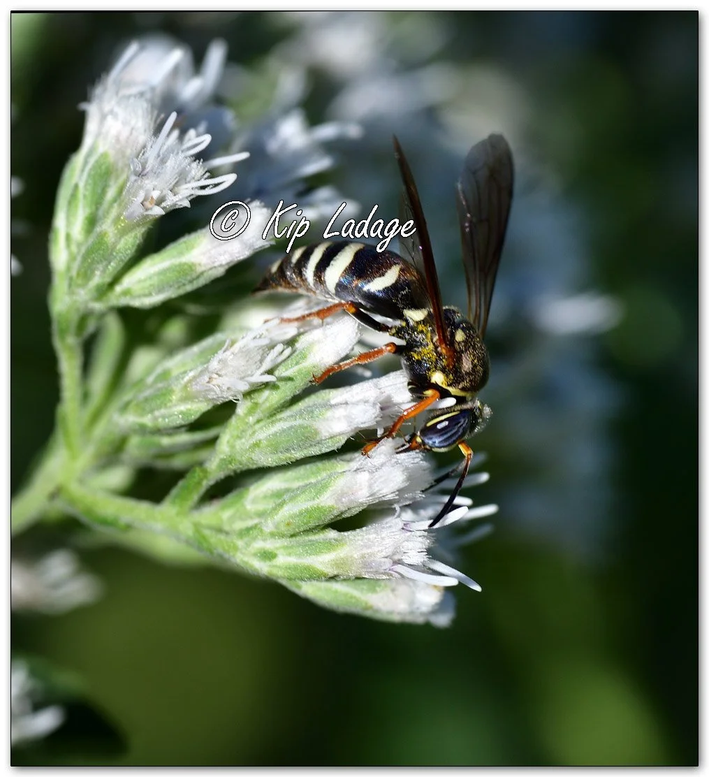 Cuckoo Bee on Late Boneset - Image 1144615